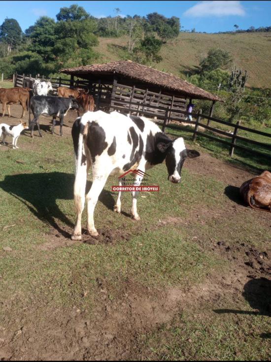 sitio-venda-diogo-de-vasconcelos-1040076